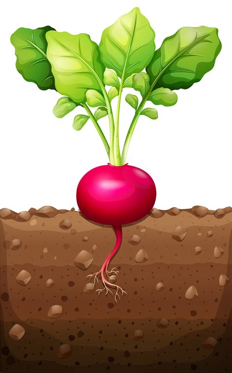 Red radish with roots underground 292295 Vector Art at Vecteezy