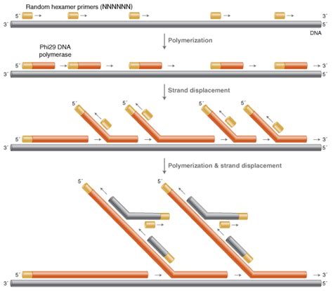 Whole Genome Amplification & Multiple Displacement Amplification | NEB