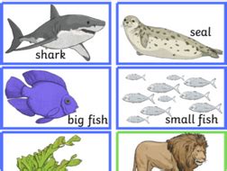 Food Chain Card Sort | Teaching Resources