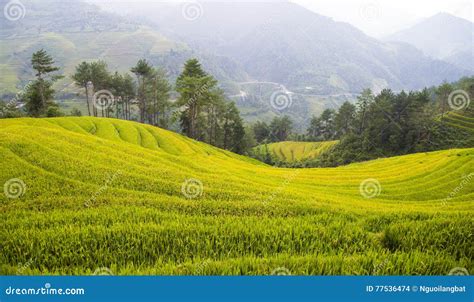 Rice Fields Prepare the Harvest at Northwest of Vietnam Stock Photo - Image of malaysia, land ...