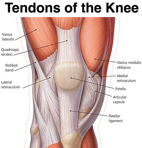 Diagram Of Knee Ligaments And Tendons