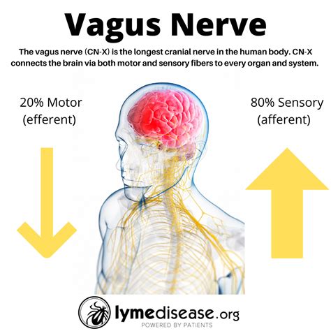 LYME SCI: Post-infectious fatigue and your vagus nerve