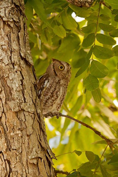 Pecan Bird Stock Photos, Pictures & Royalty-Free Images - iStock