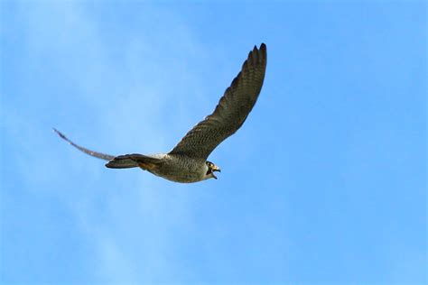 Close-Up Photo of Flying Shaheen falcon · Free Stock Photo