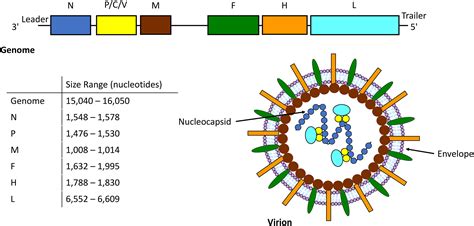 Morbillivirus: A highly adaptable viral genus: Heliyon