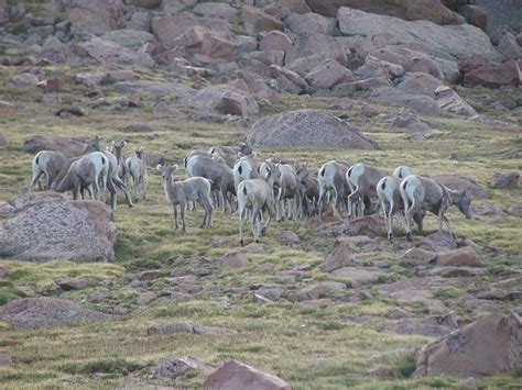 Wildlife on Pikes Peak | Pikes peak, Wildlife, Pike