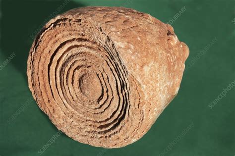 Fossil Stromatolite I - Stock Image - C019/9760 - Science Photo Library