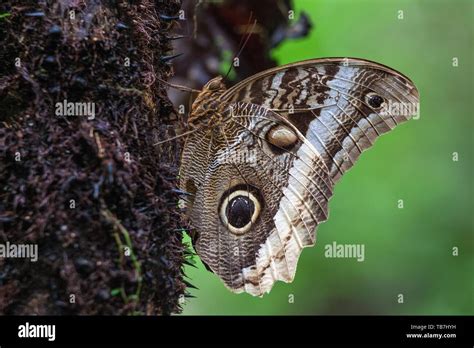 Banana butterfly caligo atreus hi-res stock photography and images - Alamy