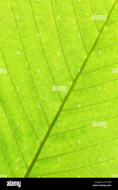 leaf structure close up background, chestnut leaf Stock Photo - Alamy