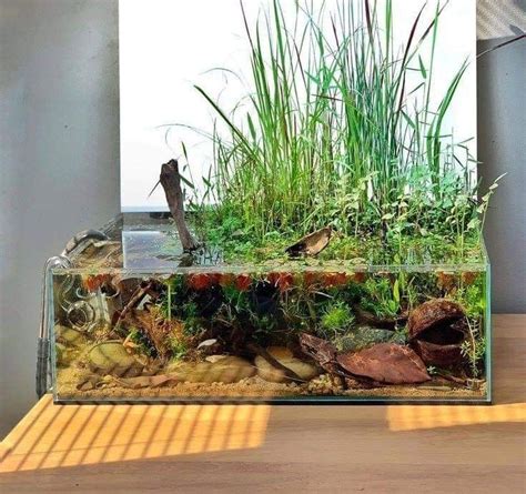 Pin by Ruben Vidal on peceras | Fish tank terrarium, Aquarium garden ...