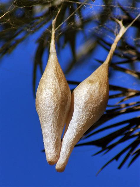 Spider Eggs | Swinging in the breeze these eggs have hatched… | Flickr