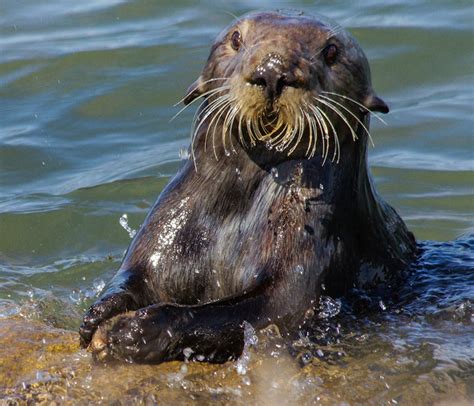 Sea otters leave archaeological evidence