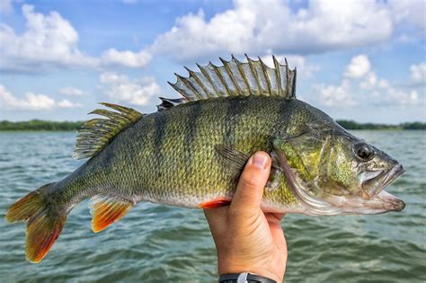 Perch Fishing Tips- Expert Techniques and Tools You Need to Know | Perch fishing, Fish, Fishing tips