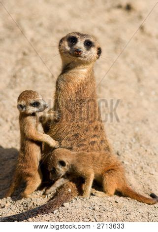 Meerkat Family Image & Photo (Free Trial) | Bigstock