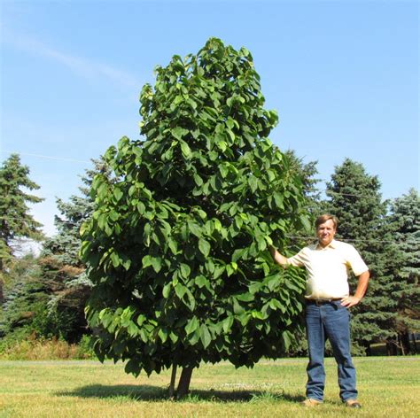 How to grow pawpaws, and how to enjoy the fruit of this native tree | Orchard People | Paw paw ...