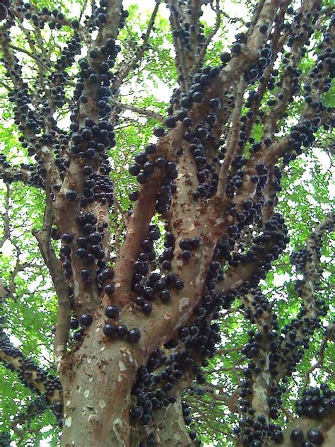 Jabuticaba – The Tree that Fruits on its Trunk ~ Kuriositas