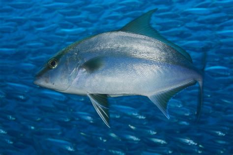 The Main Differences Between Almaco Jack vs Amberjack - FuncFish