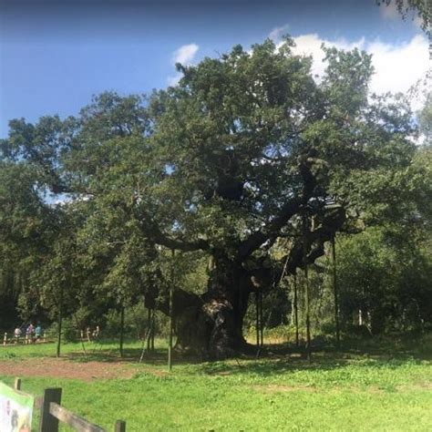 The Major Oak (Robin Hood) in Edwinstowe, United Kingdom (Google Maps)