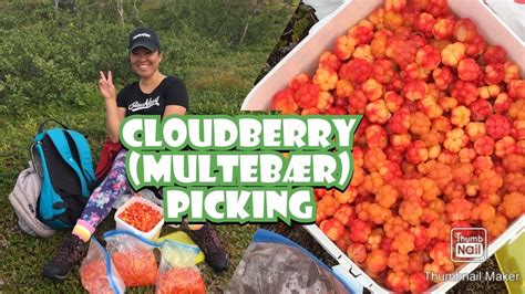 CLOUDBERRY (MULTEBÆR) PICKING - YouTube