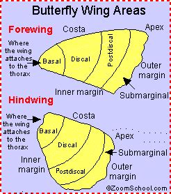 Butterfly Wing Anatomy - EnchantedLearning.com