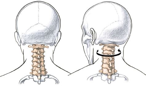 Joints and Joint Movement - Classic Human Anatomy in Motion: The Artist ...