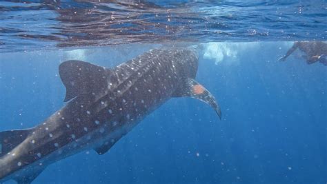 Ningaloo: Swim with Whale Sharks! - Goway Inbound