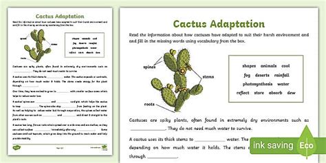 Cactus Adaptation (teacher made) - Twinkl