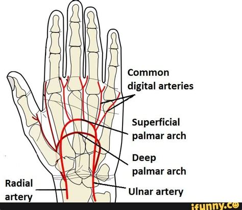 I digital arteries Superficial palmar arch Deep palmar arch Radial ...