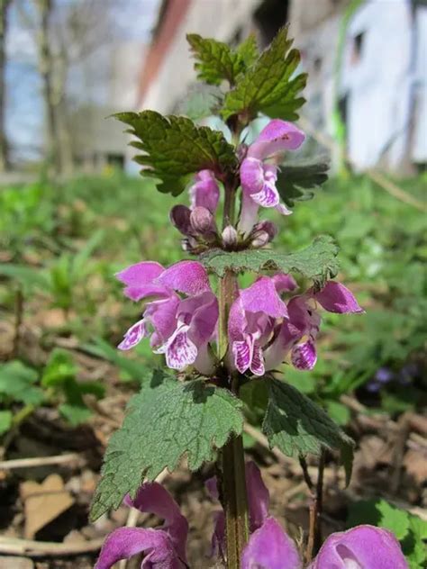 Difference Between Henbit and Purple Deadnettle – Hillsborough Homesteading