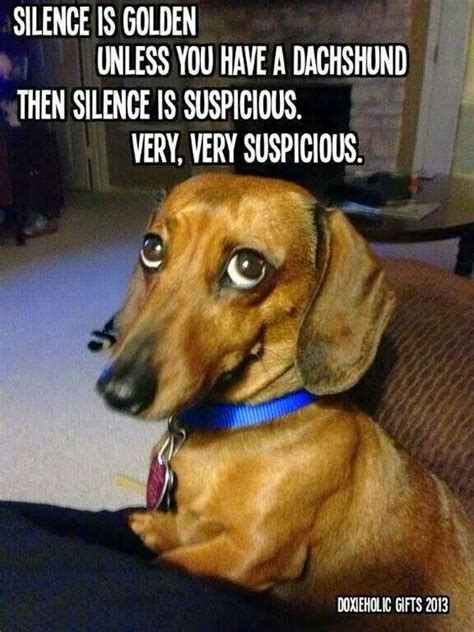 10 Hilarious and True Dachshund Memes That Will Totally Make Your Day ...