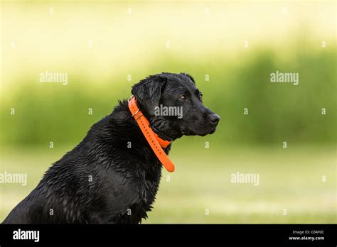 A Black Labrador Retriever out training Stock Photo - Alamy