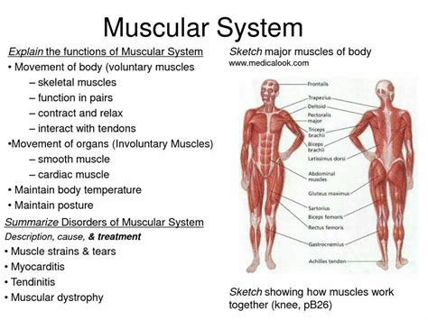 Muscular System Parts And Their Functions