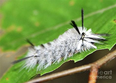 White Hickory Tussock Moth Caterpillar - Southern Indiana Photograph by ...