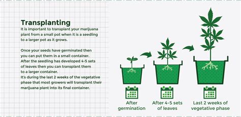 Grow Guide 2020 | How To Grow Marijuana for Beginners - AMS