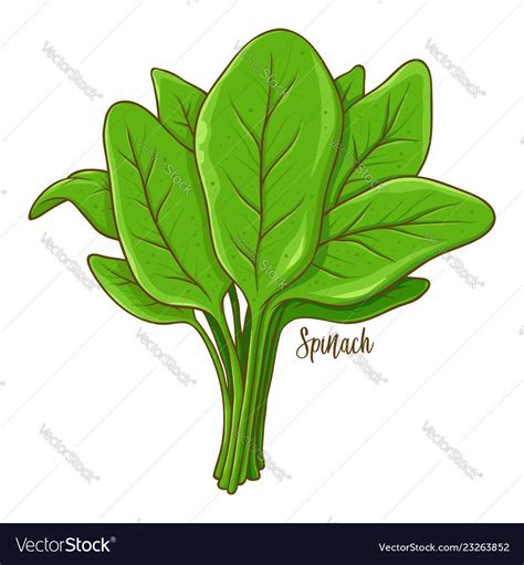 Spinach Outline Drawing - Draw Easy