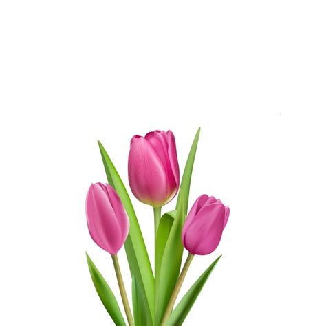 Tulpen-Illustrations-Clipart Kostenloses Stock Bild - Public Domain ...