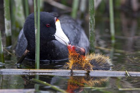 Surprising Explanation to the Mysterious Case of the Ornamented Coot Chicks