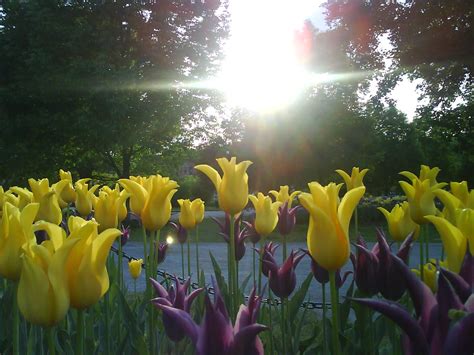 File:Tulip flowers.JPG - Wikimedia Commons