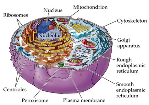 Multiple Choice Questions on Cell and Cell Organelles ~ MCQ Biology ...