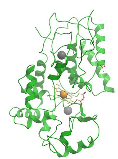 Horseradish Peroxidase (HRP) Secondary Antibodies