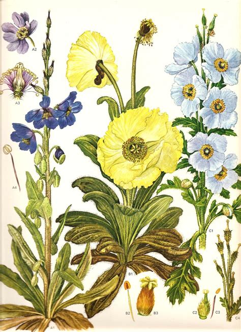 Vintage Botanical Print Wild Flower 1970 Art Print Book PLATE