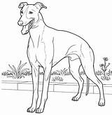 Dogs Coloring Pages  For Kids And Adults sketch template