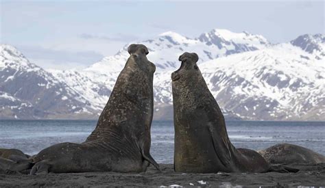 10 Incredible Animals That Live in Antarctica