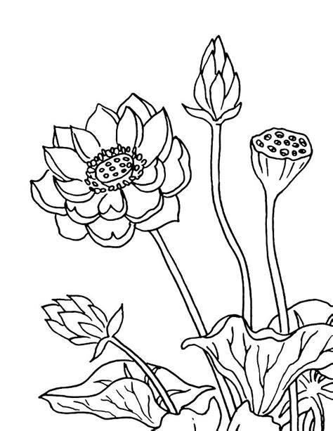 Lotus Flowers Drawing Drawing by Irina Sztukowski - Fine Art America