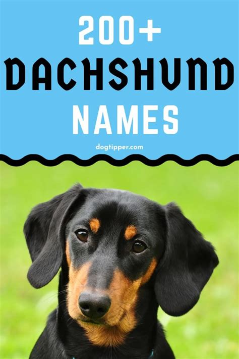 200+ Dachshund Names For Your Sausage Dog!