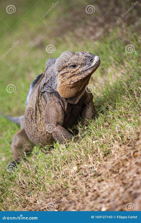 Grey Iguana in Dominican Republic 4 Stock Image - Image of fauna ...