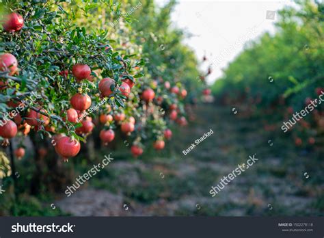 Pomegranate Trees Fruits Israel Stock Photo 1502278118 | Shutterstock