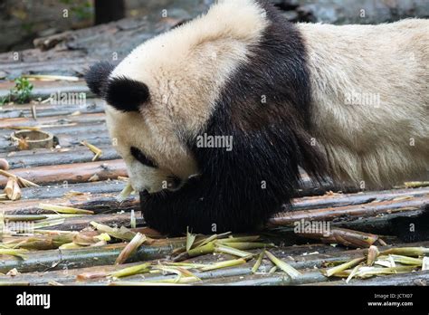 Panda gigante comiendo bambú Fotografía de stock - Alamy