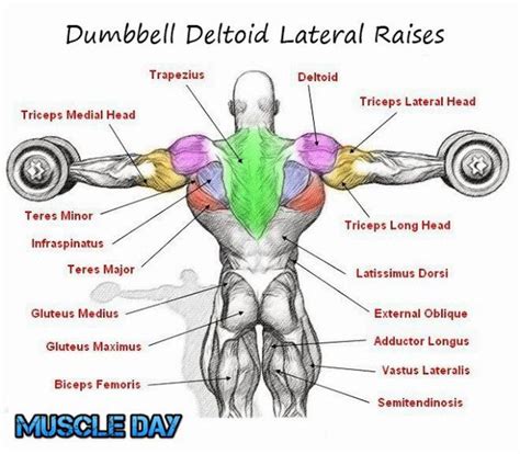 Muscles Involved In Lateral Raise With Dumbbells Labelled | lupon.gov.ph