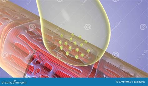 The Sarcolemma Of Muscle Fiber Royalty-Free Stock Image | CartoonDealer ...